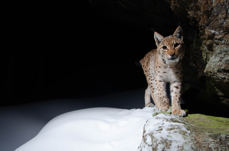 Luchs (Lynx lynx)