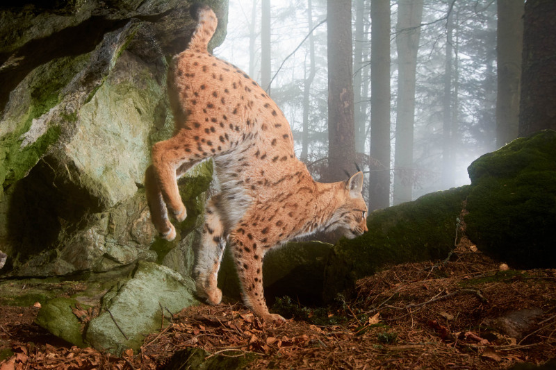 Luchs (Lynx lynx)