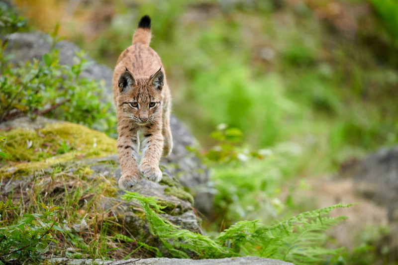 Luchs (Lynx lynx)
