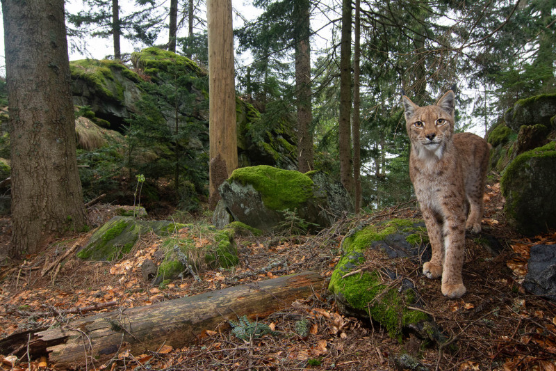 Luchs (Lynx lynx)