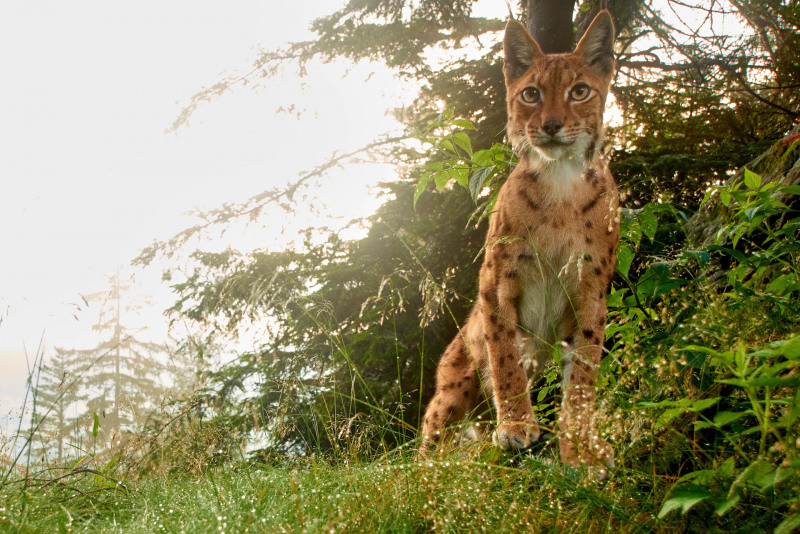 Luchs (Lynx lynx)