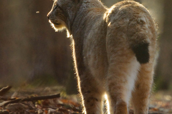 Ein Eurasischer Luchs mit charakteristischen Ohrpinseln im Wald.