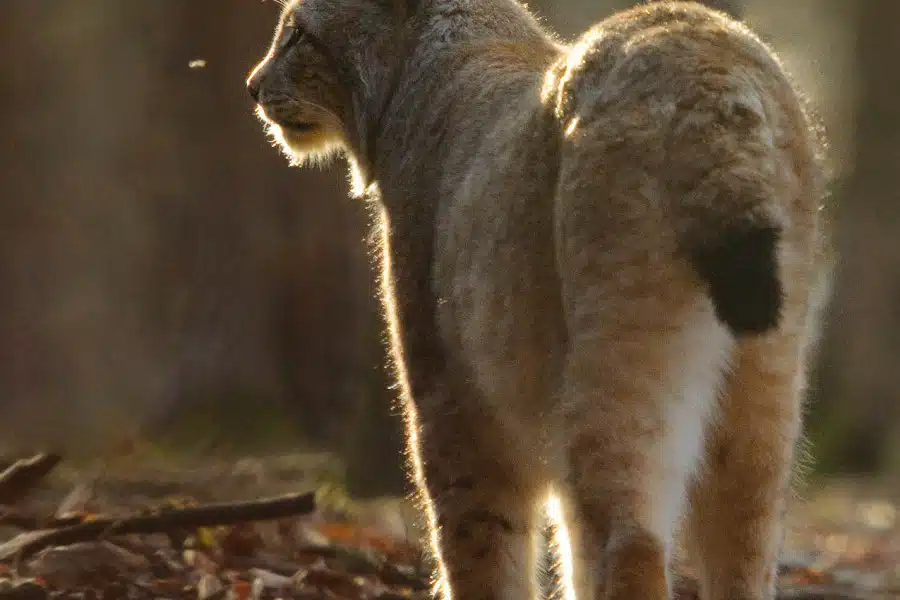 Ein Eurasischer Luchs mit charakteristischen Ohrpinseln im Wald.