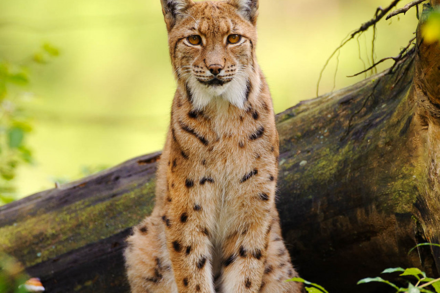 Eurasischer Luchs mit markanten Pinselohren sitzt vor einem Baumstamm.