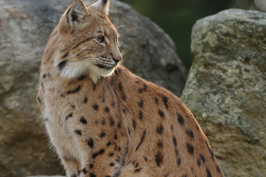 Eurasischer Luchs sitzt vor Felsen, seitliches Profil mit Pinselohren.