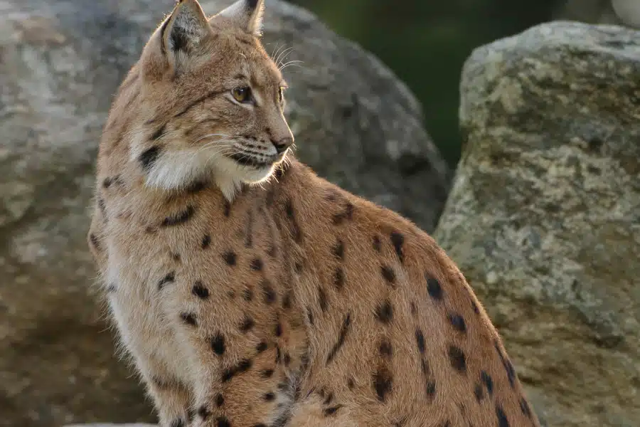 Eurasischer Luchs sitzt vor Felsen, seitliches Profil mit Pinselohren.