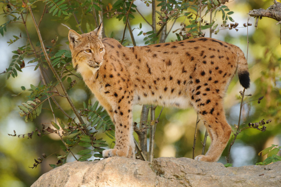 Eurasischer Luchs steht auf einem Felsen im Wald, mit markanten Pinselohren und Fleckenmuster.