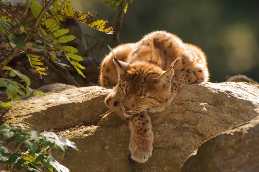 Ein Luchs liegt entspannt auf einem Felsvorsprung in der Sonne.