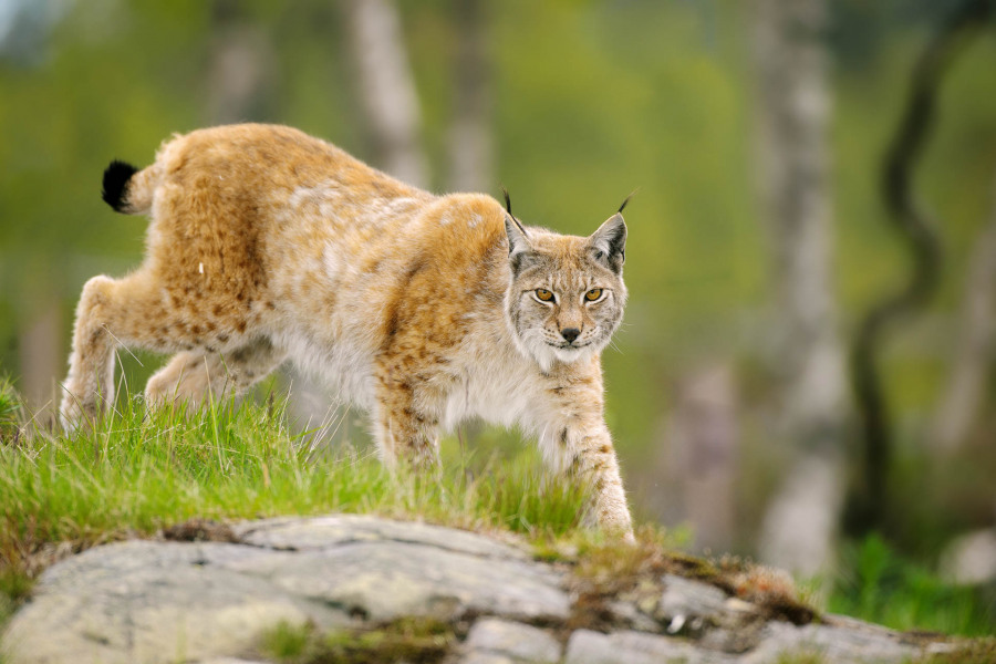 Eurasischer Luchs (Lynx lynx) steht auf einem grasigen Felsen, schaut aufmerksam in die Kamera.