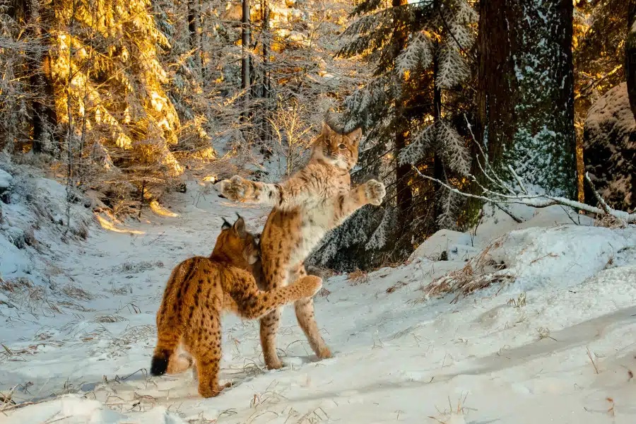 Zwei Eurasische Luchse interagieren im verschneiten Wald.