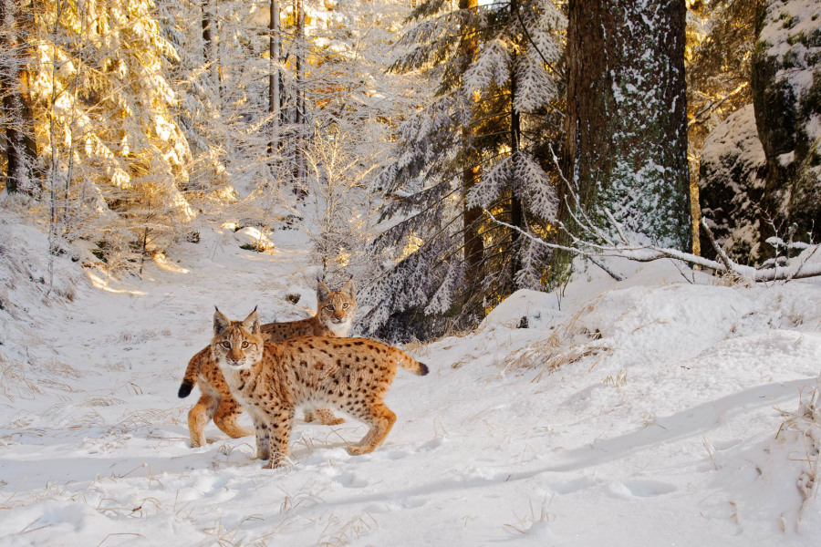 Zwei Eurasische Luchse im Schnee eines europäischen Waldes im Winter.