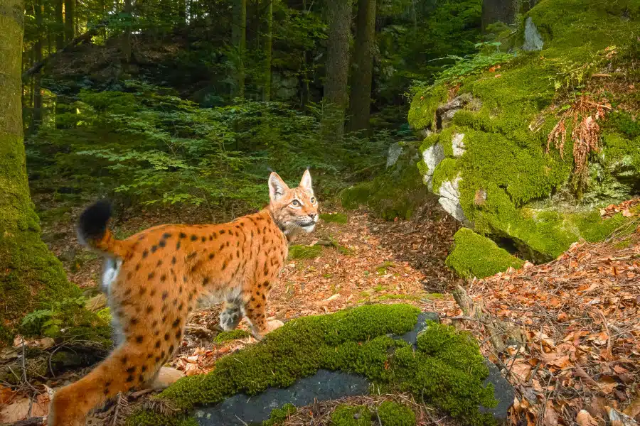 Eurasischer Luchs im moosigen Wald umgeben von Laub.