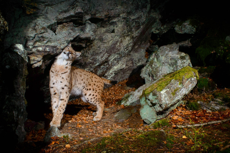 Ein Luchs steht vor einer Felswand im herbstlichen Laubwald.