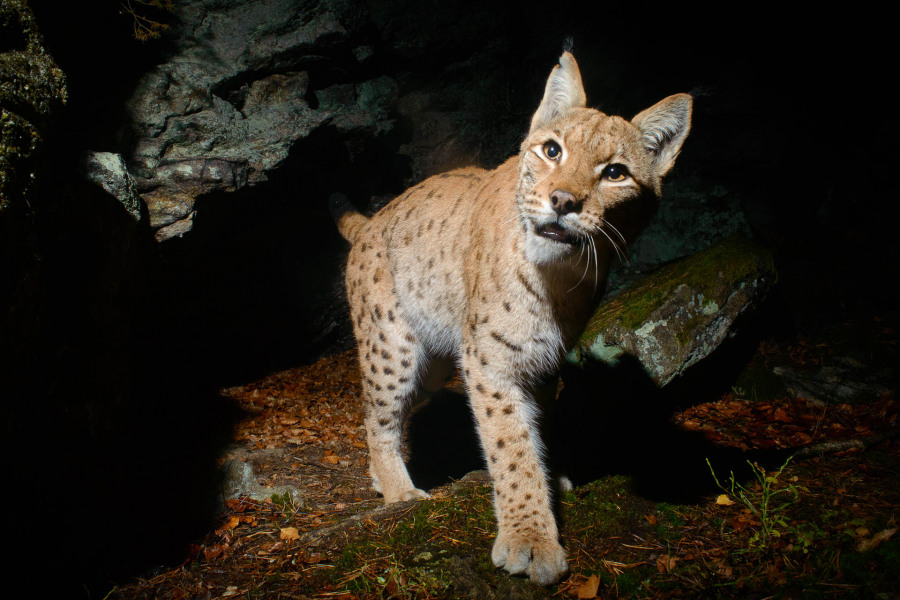 Eurasischer Luchs mit Fleckenfell im Wald, Blick in die Kamera