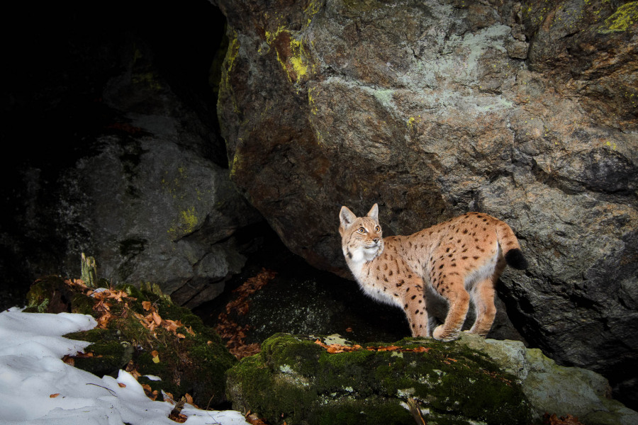 Eurasischer Luchs im winterlichen Wald vor einer Felswand, Schnee liegt am Boden.