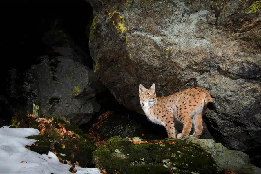Eurasischer Luchs im winterlichen Wald vor einer Felswand, Schnee liegt am Boden.
