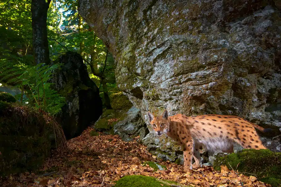 Ein Europäischer Luchs in einem moosbewachsenen, felsigen Waldgebiet.