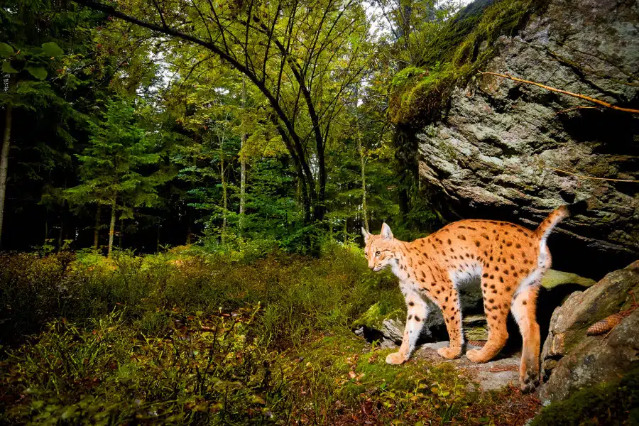 Ein Eurasischer Luchs steht neben einem Felsen im bayerischen Wald.
