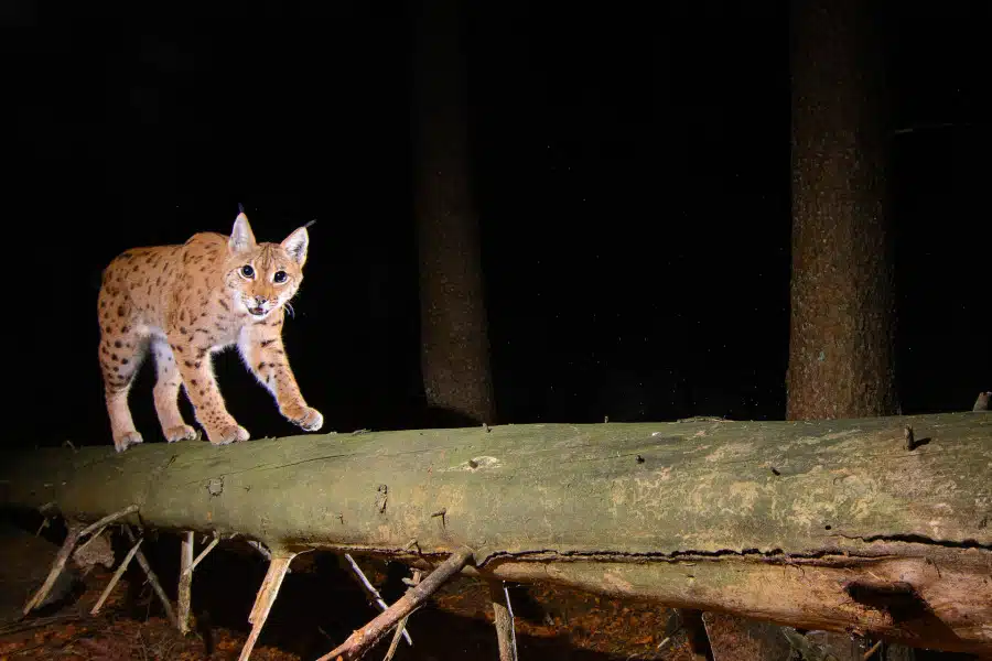 Eurasischer Luchs läuft bei Nacht über einen Baumstamm im Wald.