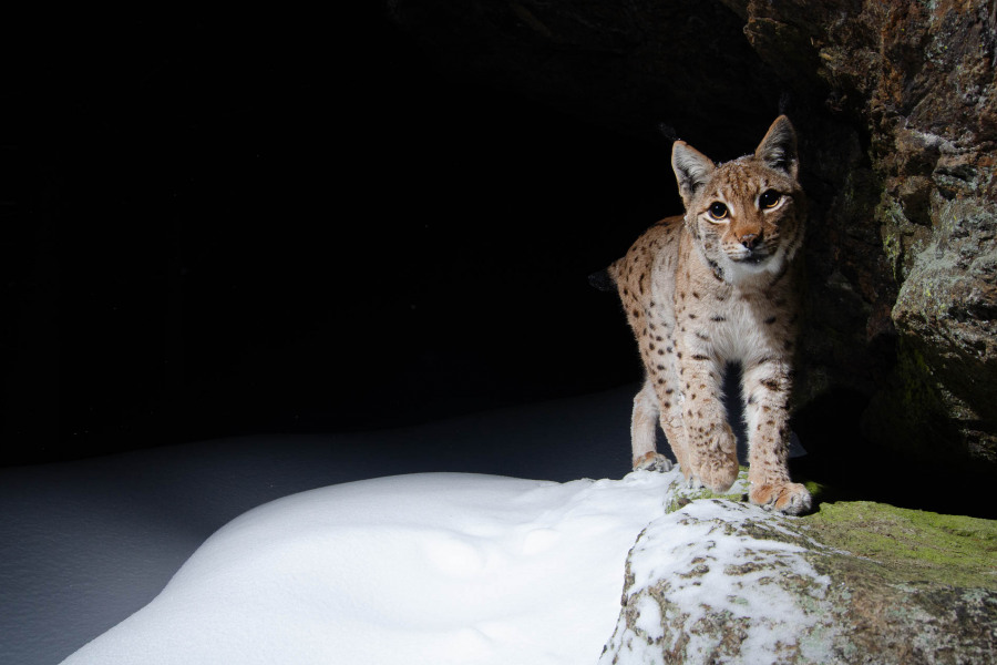 Ein Eurasischer Luchs steht im Schnee vor einer Höhle.