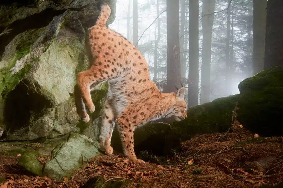 Eurasischer Luchs im Nebelwald von Deutschland, zeigt typische Fleckenmuster.