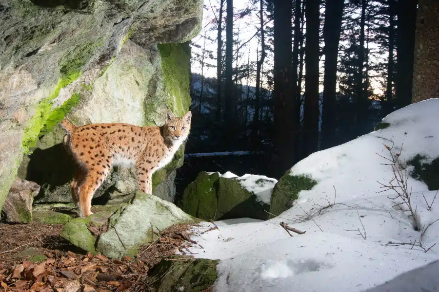 Eurasischer Luchs steht im winterlichen Wald auf Felsen, Schnee umgibt ihn.