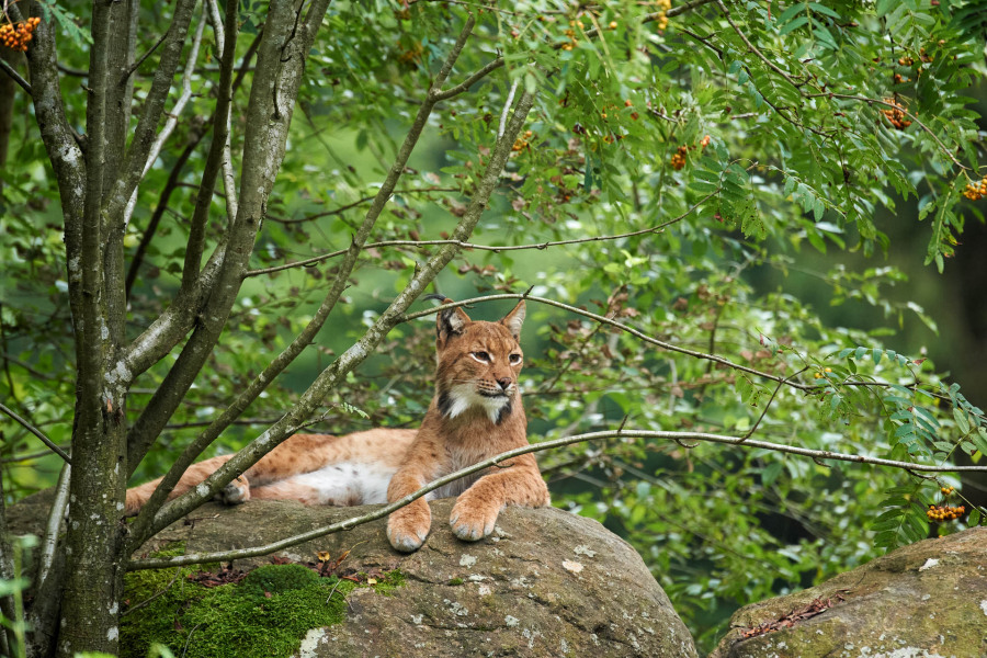 Eurasischer Luchs ruht auf einem Felsen im Wald.