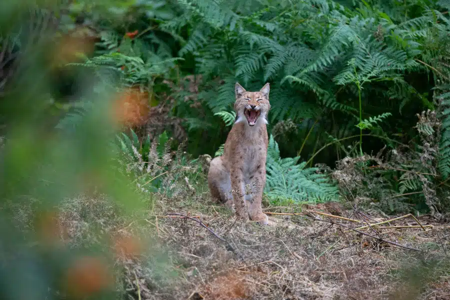 Eurasischer Luchs im Wald, mit geöffneter Schnauze.