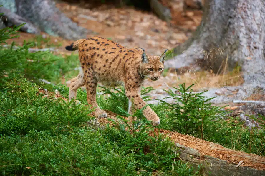 Eurasischer Luchs balanciert auf einem Baumstamm im Wald.