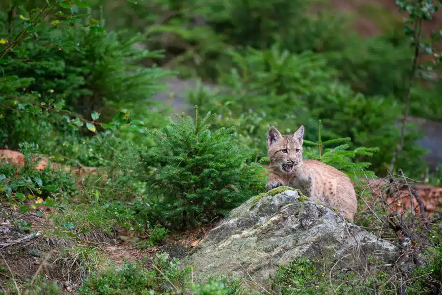 Junger Eurasischer Luchs ruht vorsichtig auf einem Felsen im dichten Wald.
