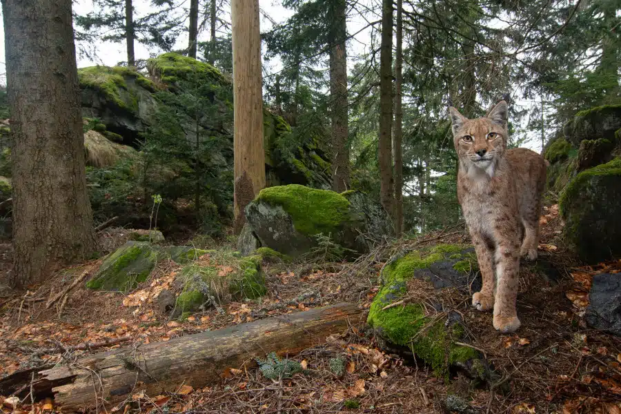 Eurasischer Luchs steht in einem moosbewachsenen europäischen Wald.