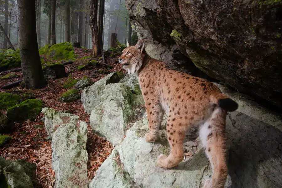 Eurasischer Luchs steht auf Felsen in einem dichten Nadelwald.