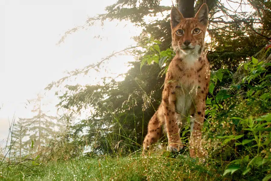 Eurasischer Luchs (Lynx lynx) steht zwischen hohen Gräsern in einem Wald.
