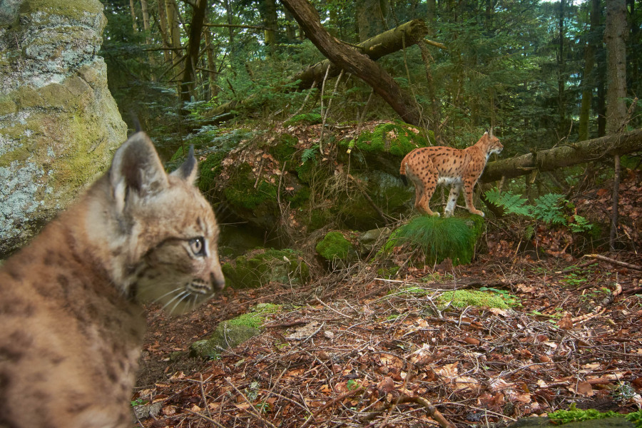 Eurasischer Luchs im Wald mit jungem Luchs im Vordergrund.