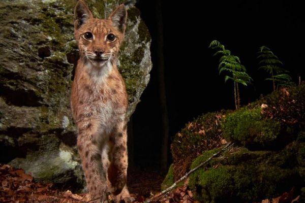 Ein junger Eurasischer Luchs steht aufmerksam im moosbedeckten Wald.