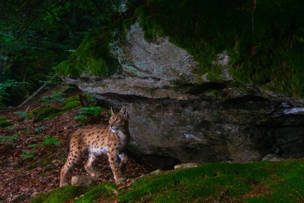 Eurasischer Luchs steht im moosbedeckten Wald neben einem Felsvorsprung.