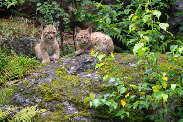 Zwei junge Europäische Luchse auf einem moosigen Felsen im Wald