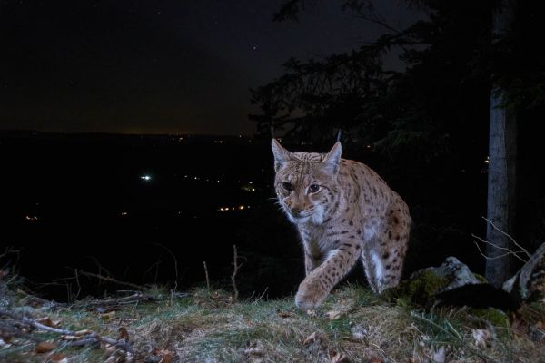 Ein Europäischer Luchs im nächtlichen Wald schreitet vorsichtig durch die Landschaft.