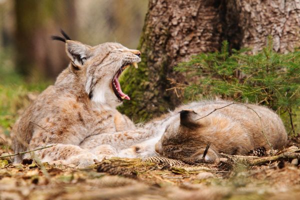 Zwei ruhende Luchse im Wald, einer gähnt, im Frühling gefangen.