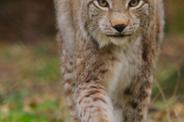 Der Europäische Luchs mit markanten Ohrbüscheln im Wald, still in Bewegung.