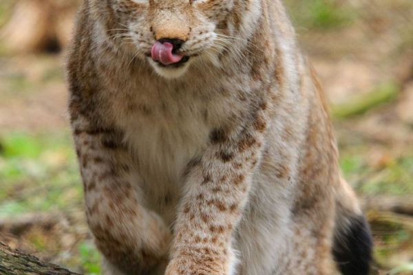 Eurasischer Luchs mit gepunktetem Fell und Pinselohren im Wald