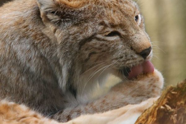Ein Europäischer Luchs leckt sein Bein zur Fellpflege.