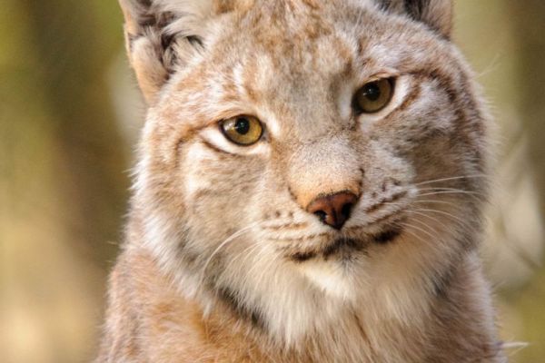 Nahaufnahme eines Eurasischen Luchses mit markanten Merkmalen.