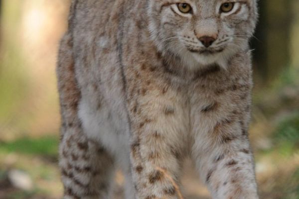 Ein Eurasischer Luchs mit Pinselohren läuft durch einen Wald.