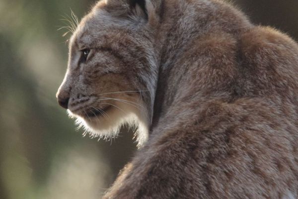 Seitenprofil eines Eurasischen Luchses mit Pinselohren.