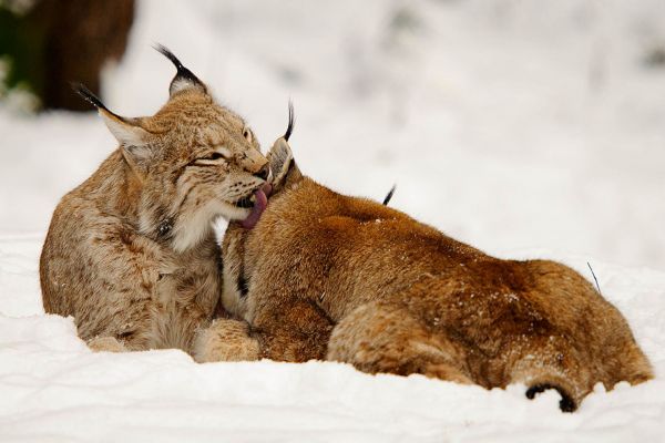 Zwei Eurasische Luchse interagieren im Schnee.