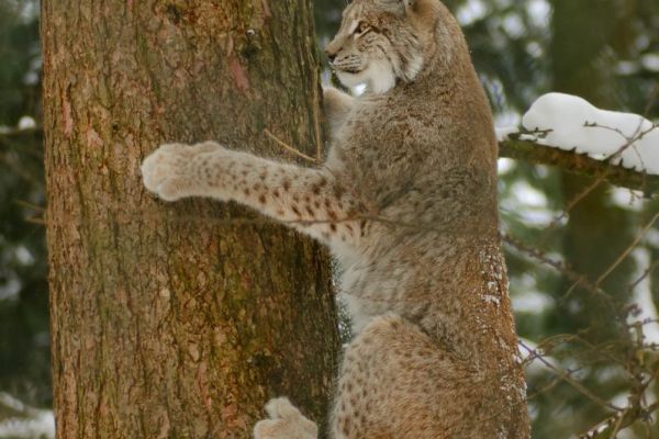 Ein Luchs klettert im verschneiten Wald auf einen Baumstamm.