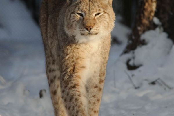 Ein Eurasischer Luchs bewegt sich durch verschneites Gelände.