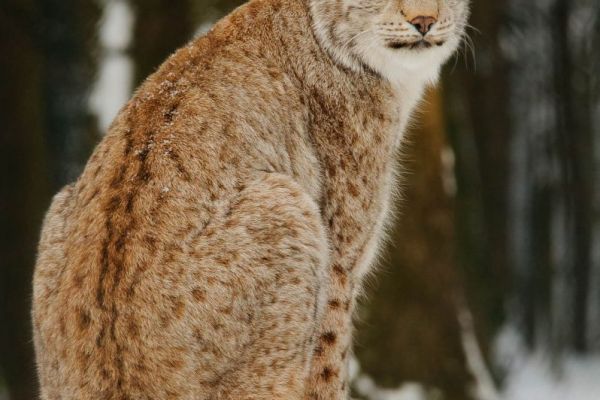 Europäischer Luchs sitzt in einem verschneiten Wald.