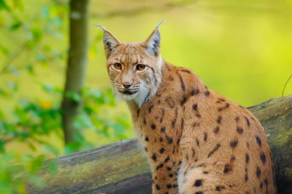 Eurasischer Luchs sitzt auf einem Baumstamm im Wald.